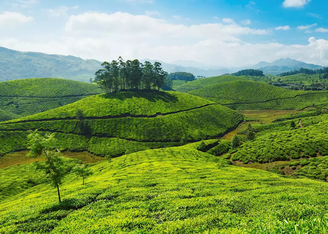 Rolling tea plantations, Munnar