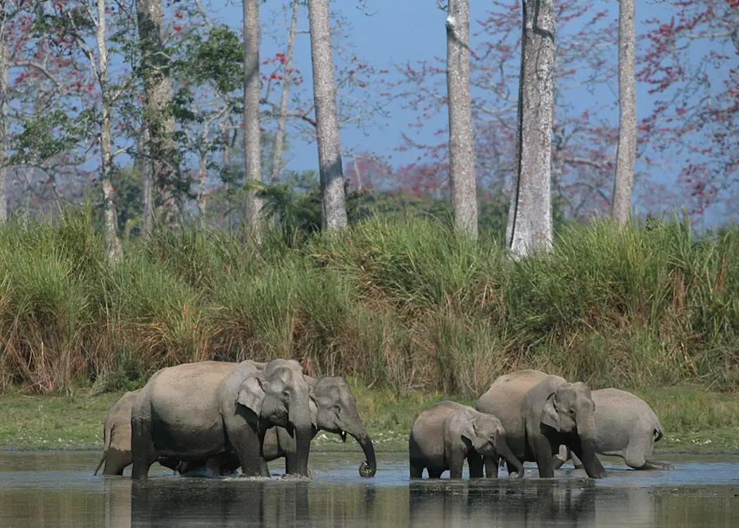 Wild Indian elephants in Kaziranga National Park