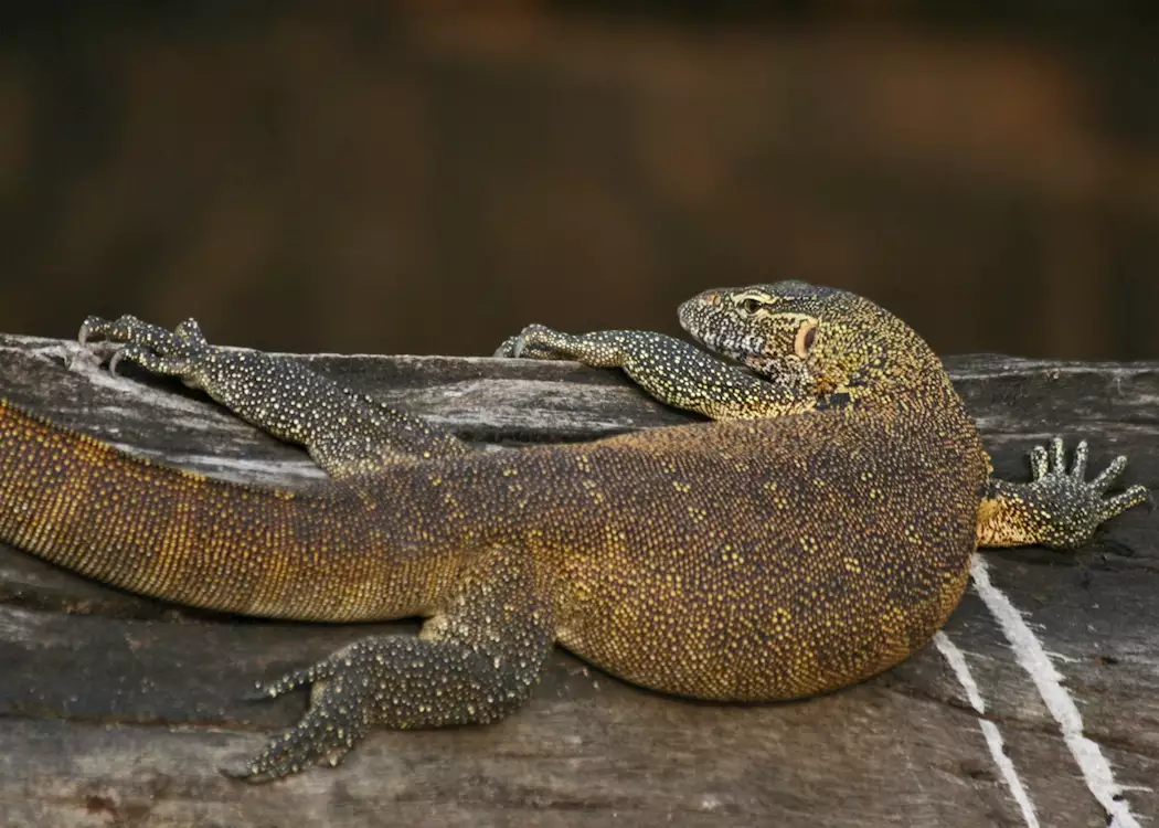 Water monitor lizard, Kafue National Park