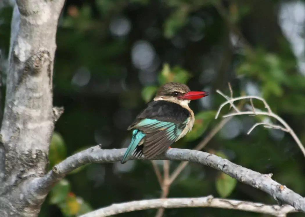 Brown hooded kingfisher, Kafue National Park