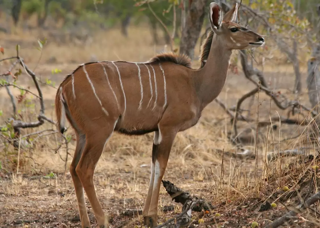 Female kudu, Kafue National Park