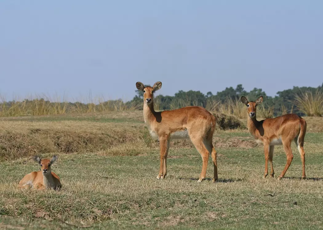 Pukus in the South Luangwa National Park, Zambia