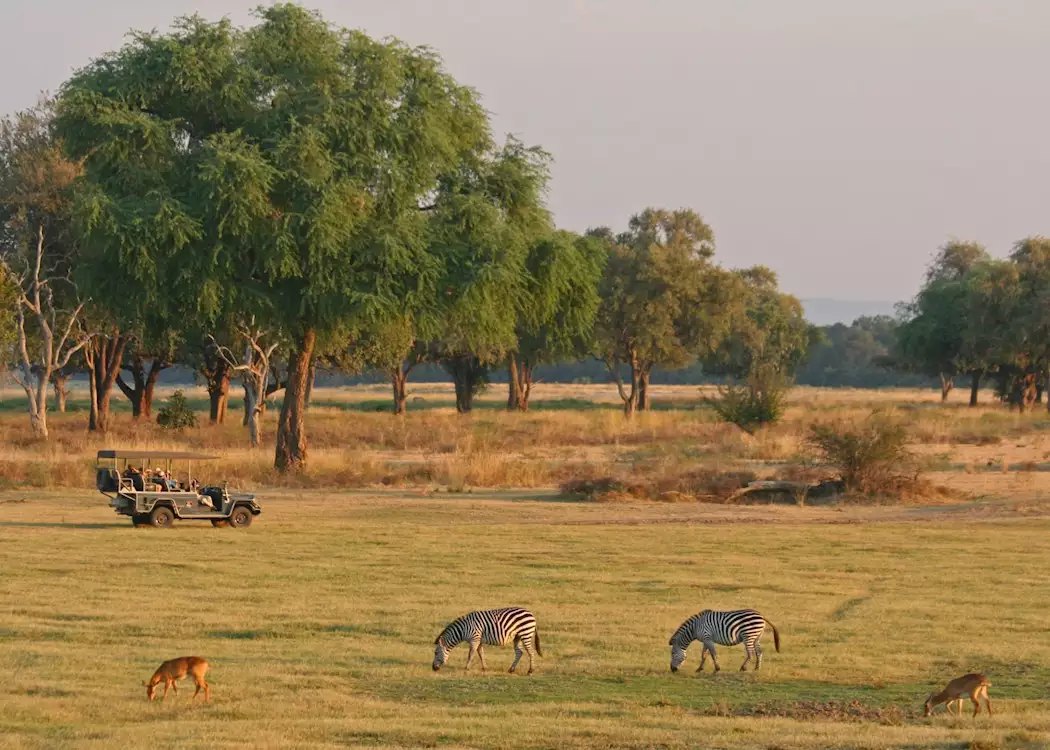 Game drive in the South Luangwa National Park, Zambia