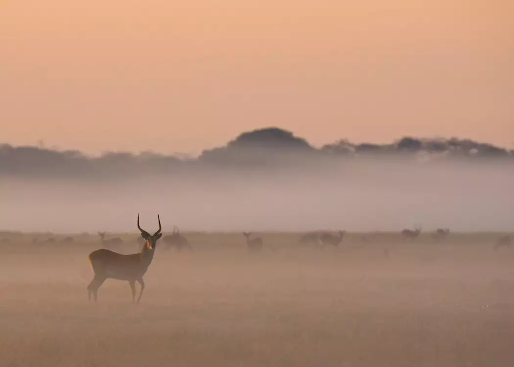 Impala in the mist, Kafue National Park