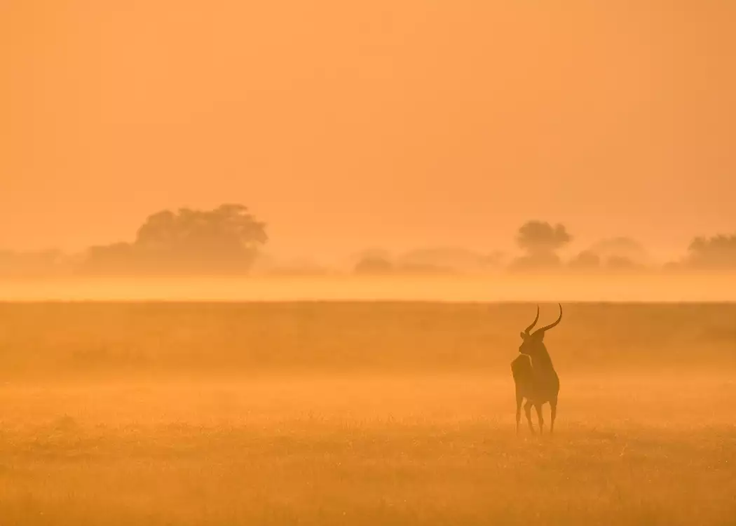 Puku in the mist, Kafue National Park