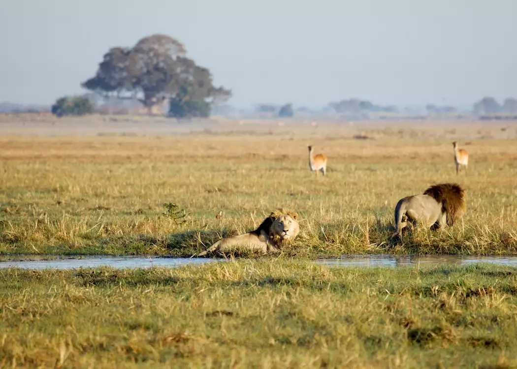Lions hunting in the Busanga swamps, Kafue National Park