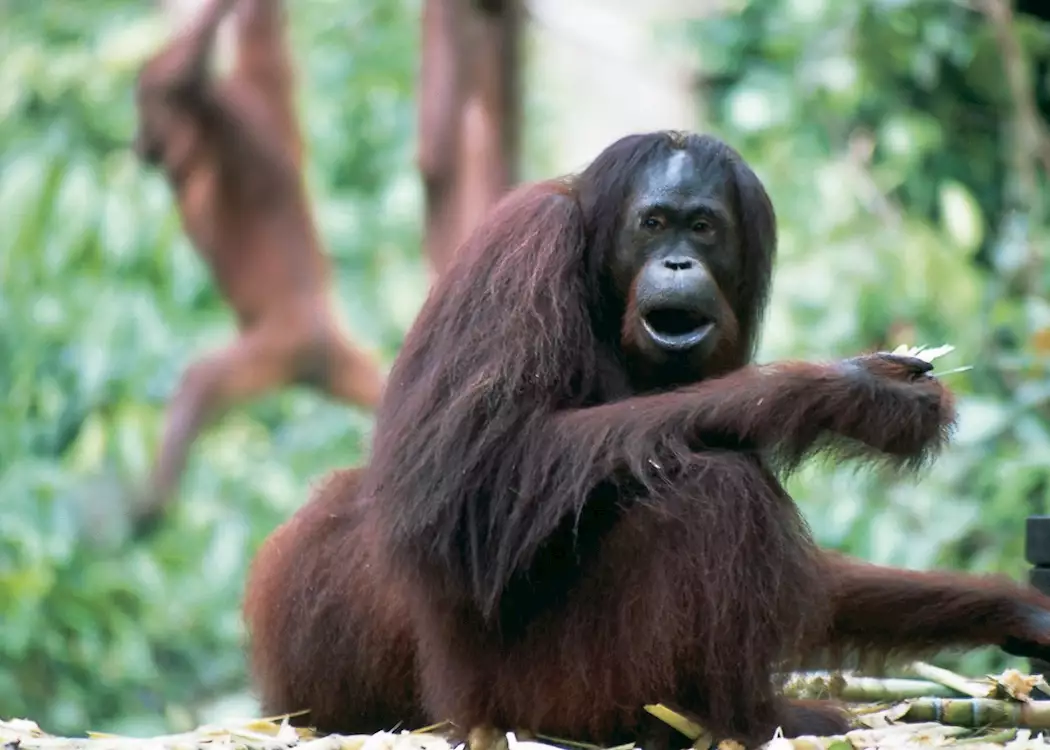 Orangutan at Sepilok Orangutan Rehabilitation Centre, Sandakan, Malaysian Borneo