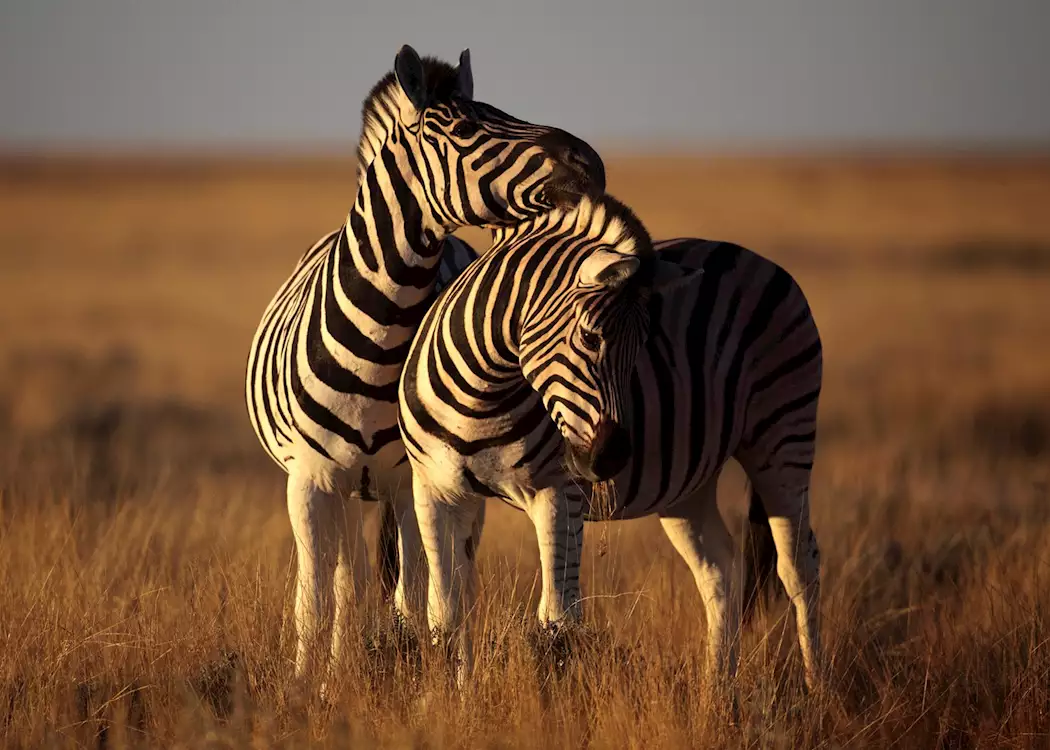 Zebras in Etosha National Park, Namibia