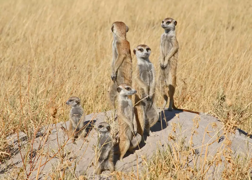 Meerkat family, Makgadikgadi Pans