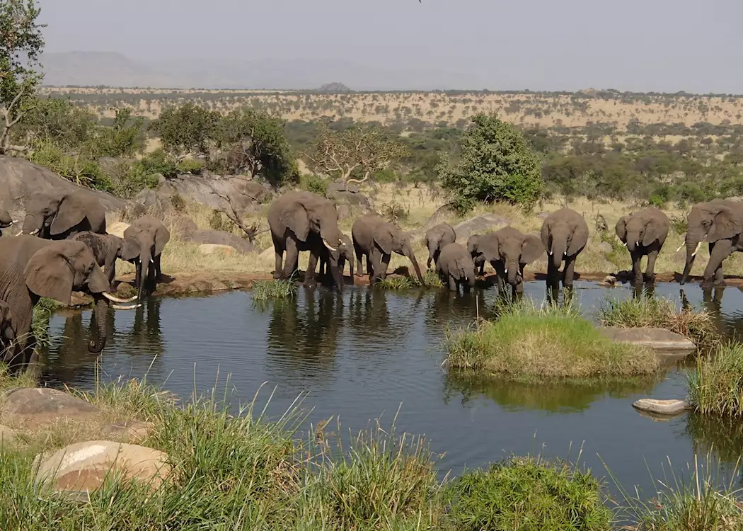 Elephants drinking, Serengeti