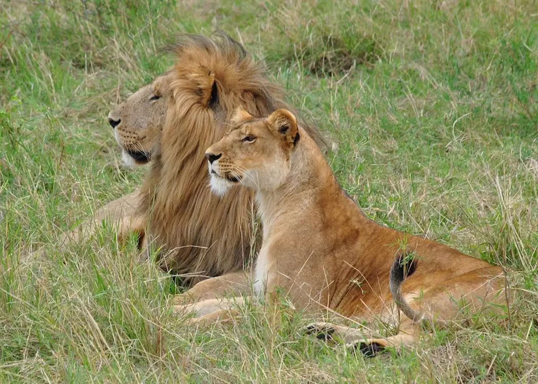 Lion couple in the Serengeti, Tanzania
