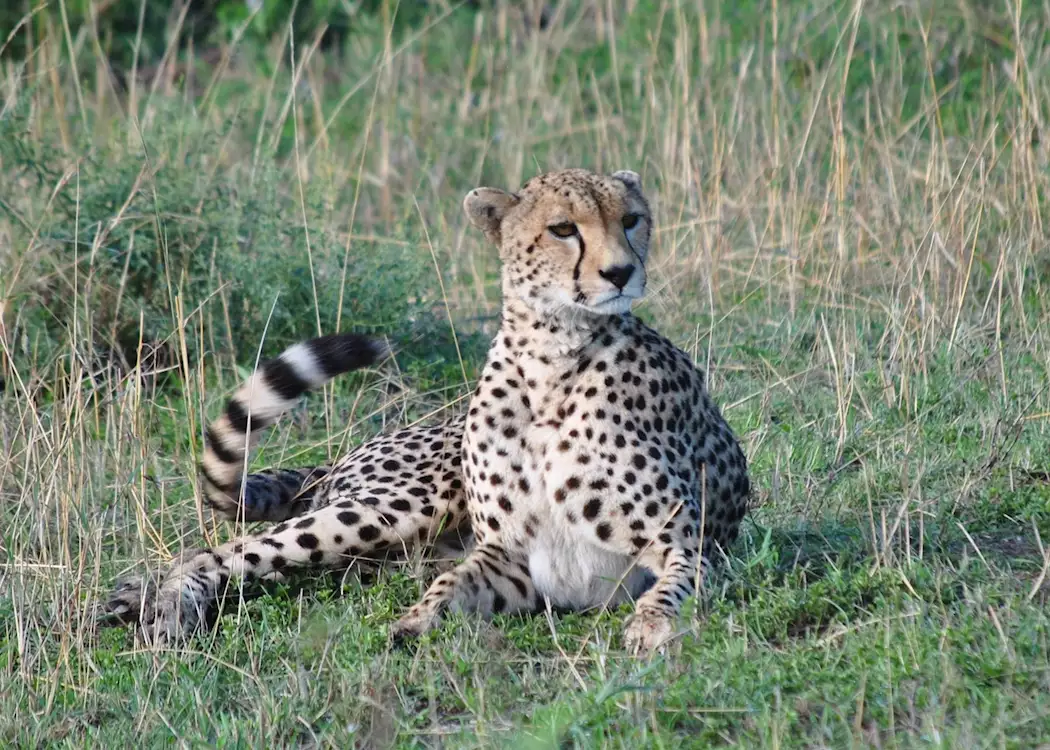 Cheetah in the Serengeti Tanzania