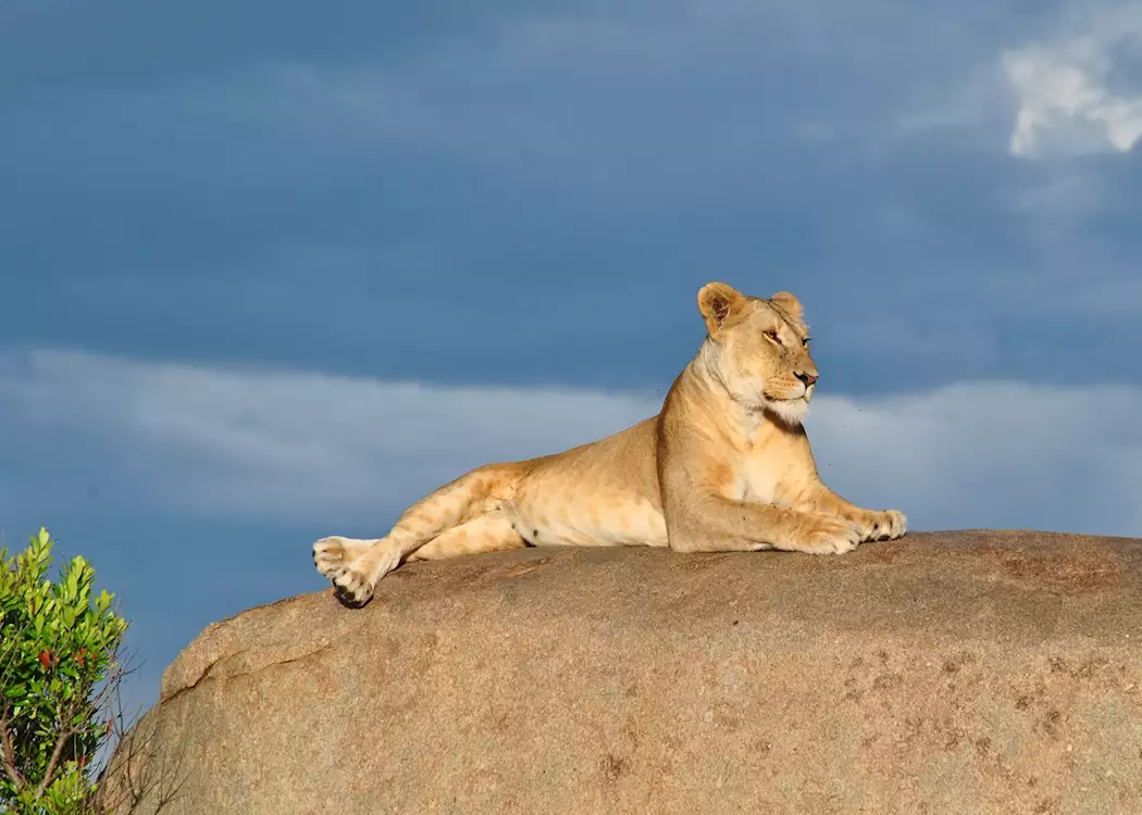 Lioness in the Serengeti, Tanzania