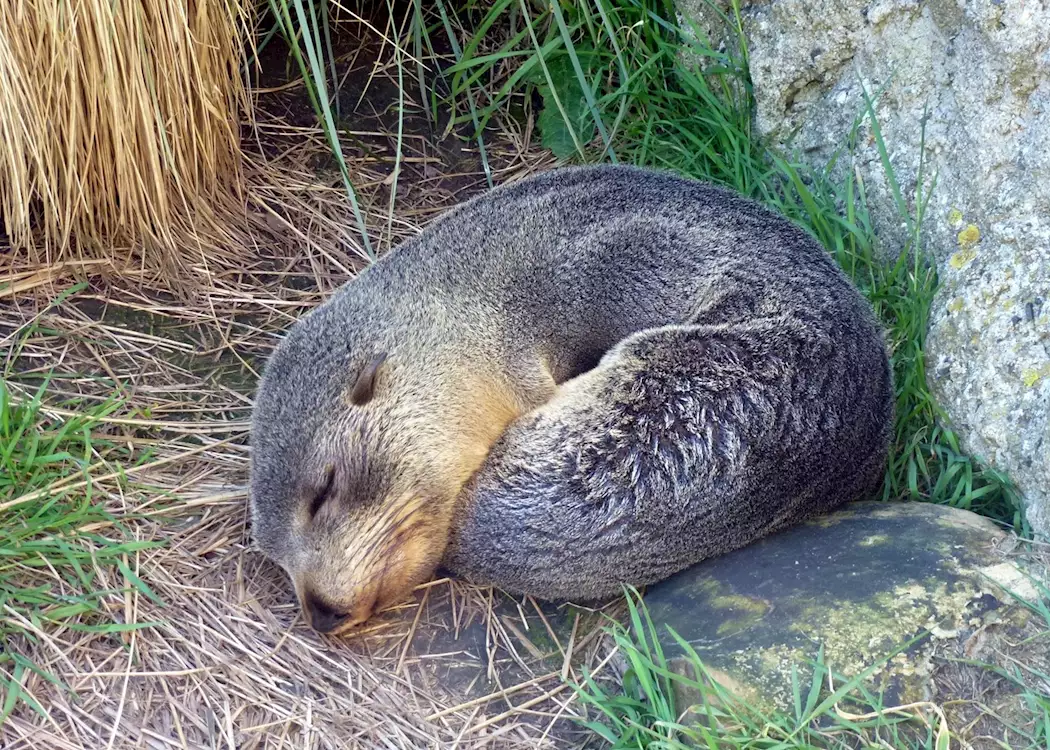 Sleeping seal, Otago Peninsula, Dunedin