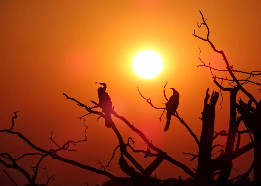 Birds at Sunset, Chobe National Park