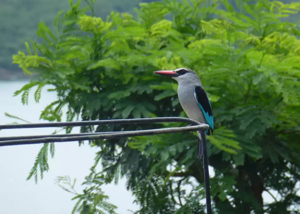 Woodland kingfisher, Queen Elizabeth National Park