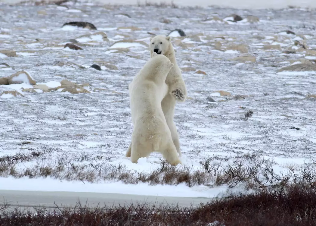Polar bears play fighting out on the tundra near Churchill, Canada