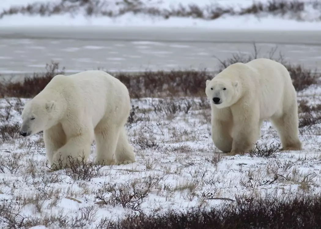 Polar bears wander out on the tundra near Churchill, Canada