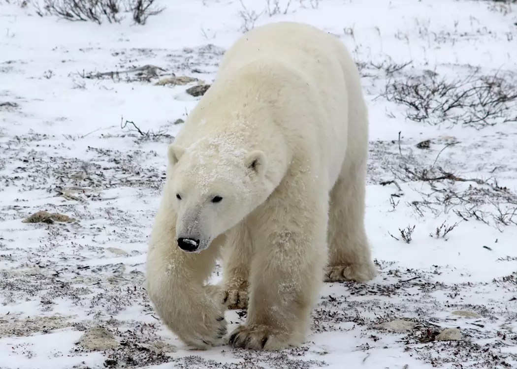 A polar bear out on the tundra near Churchill, Canada