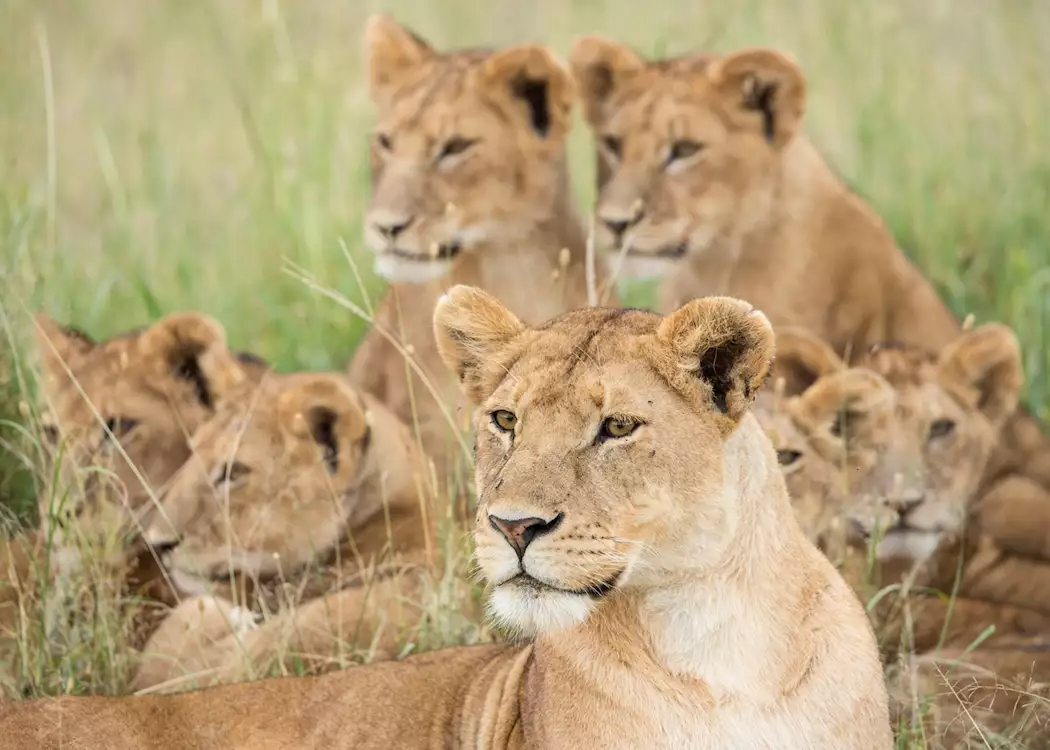 Pride of lions, Serengeti National Park