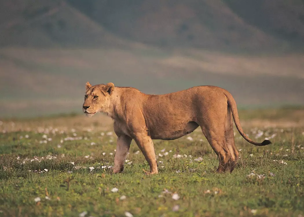 Lioness, Ngorongoro Crater
