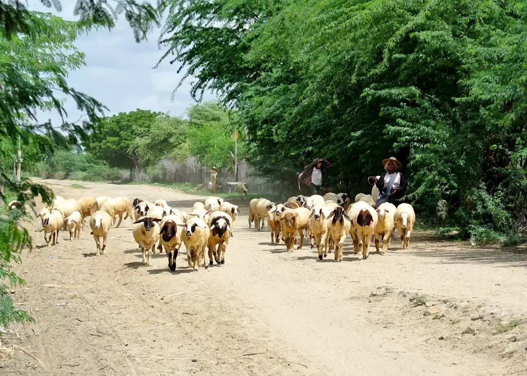 Shepherd's on the move, Bagan, Burma (Myanmar)
