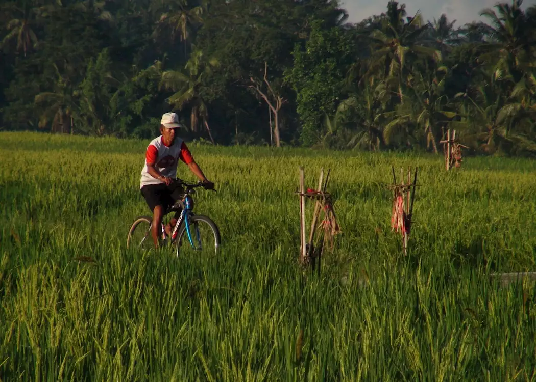Cycling through rice terraces, Ubud