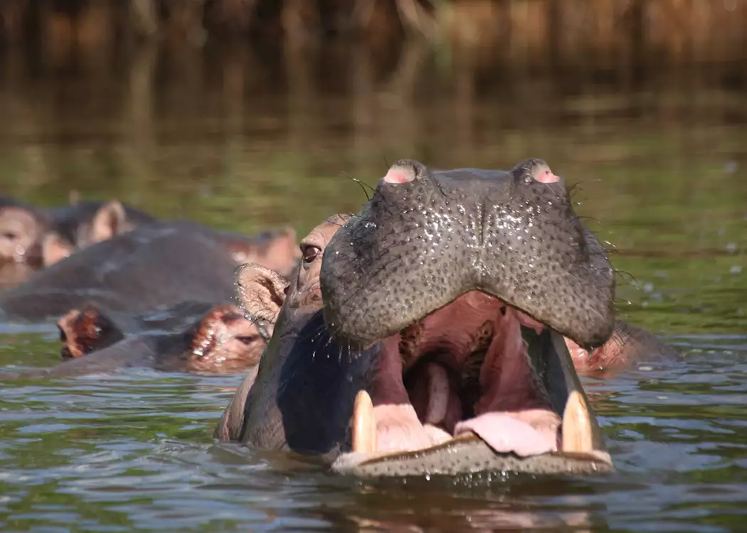 Hippo in Lake Mburo National Park