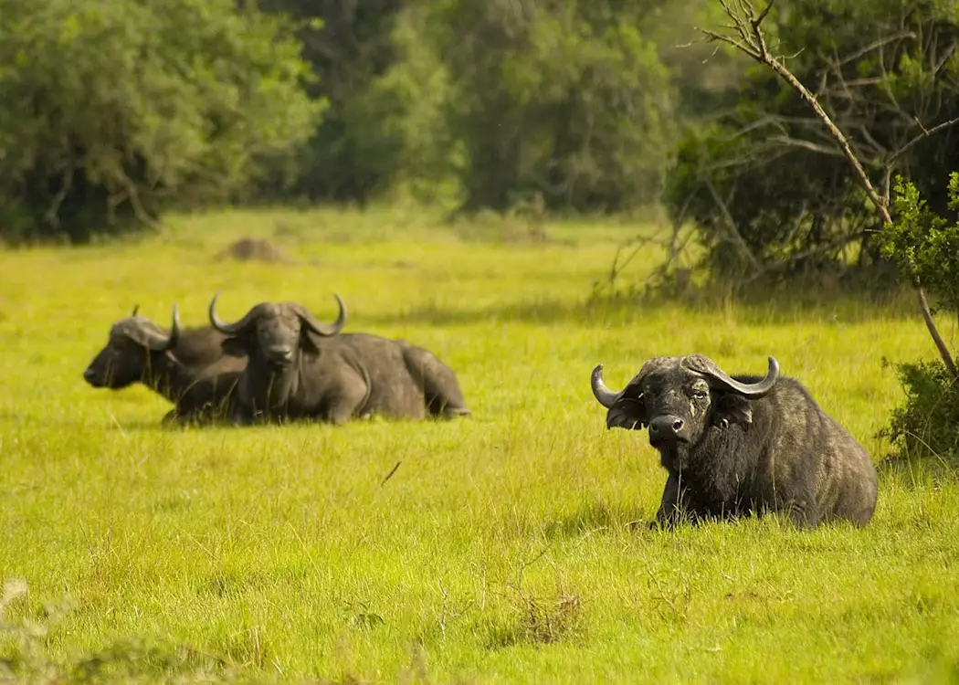 Buffalo in Lake Mburo National Park