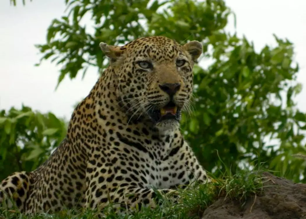 Male leopard in the Sabi Sands