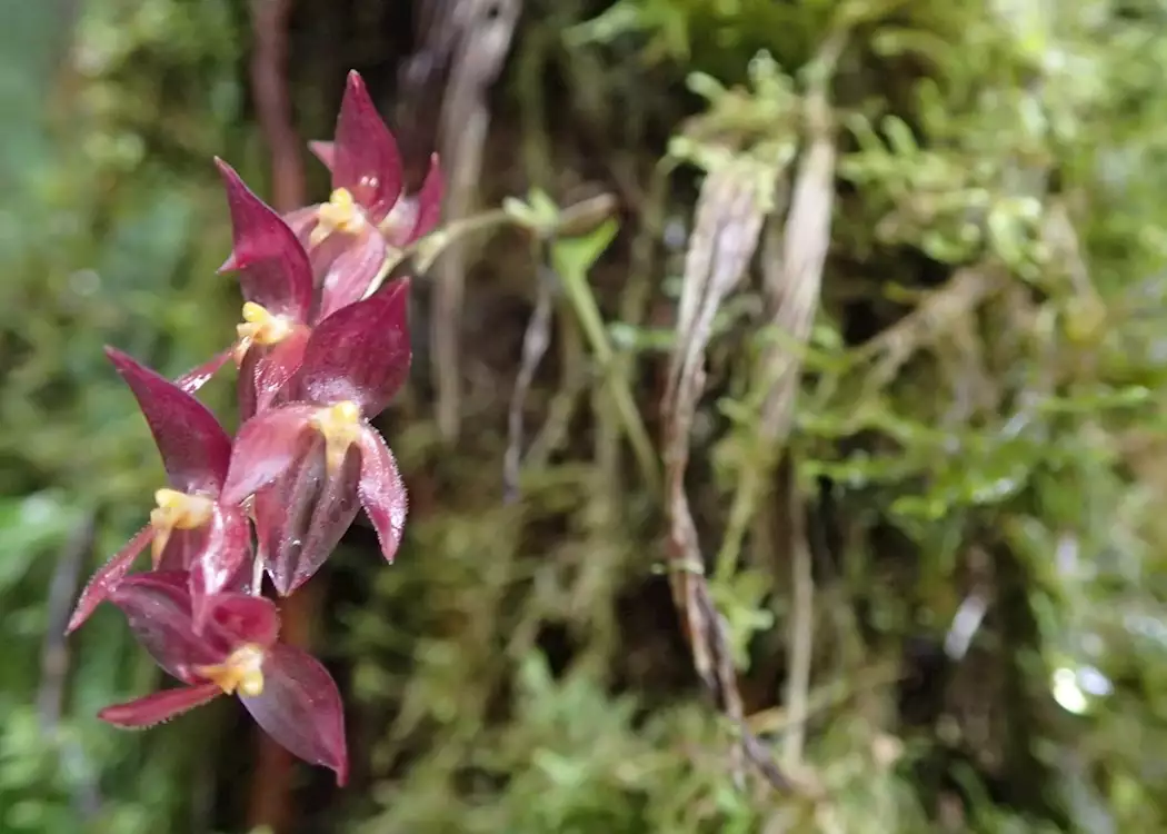 Orchids in the Cloud Forest, Costa Rica