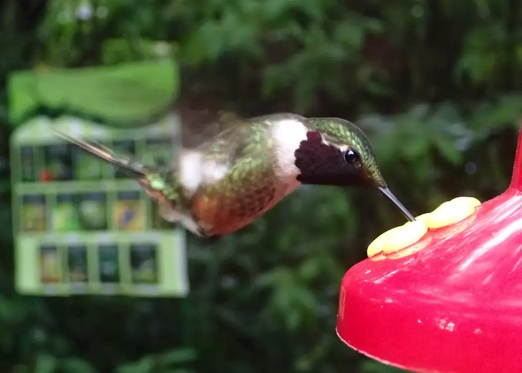 Costa Rica