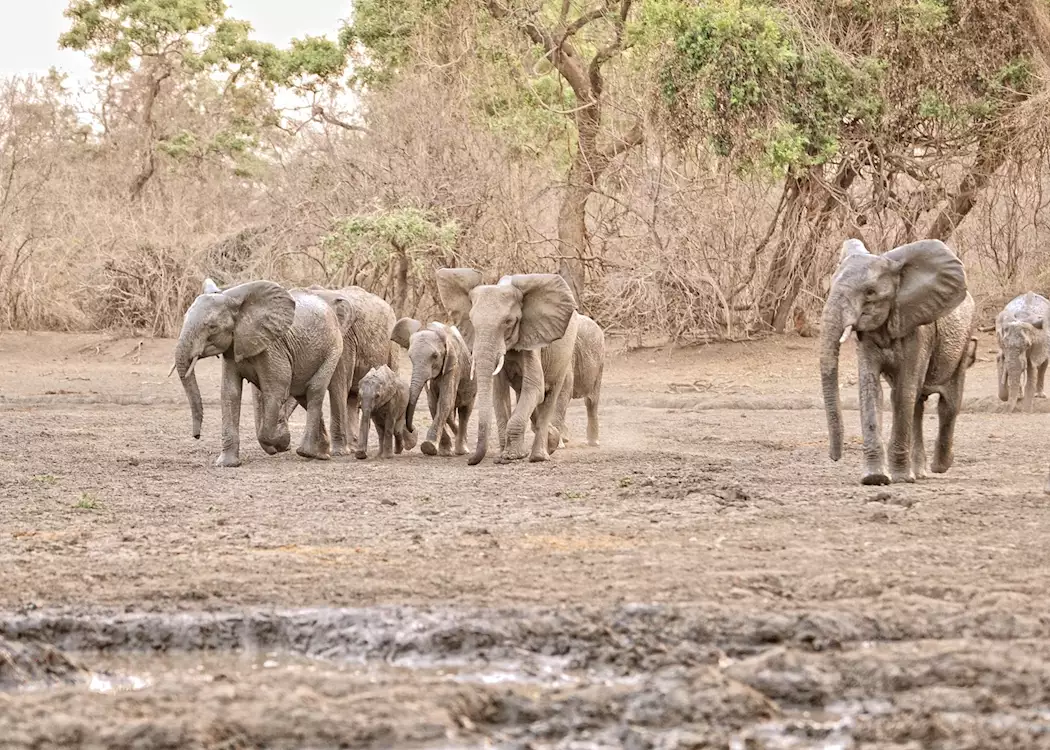 Elephant herd, Mana Pools
