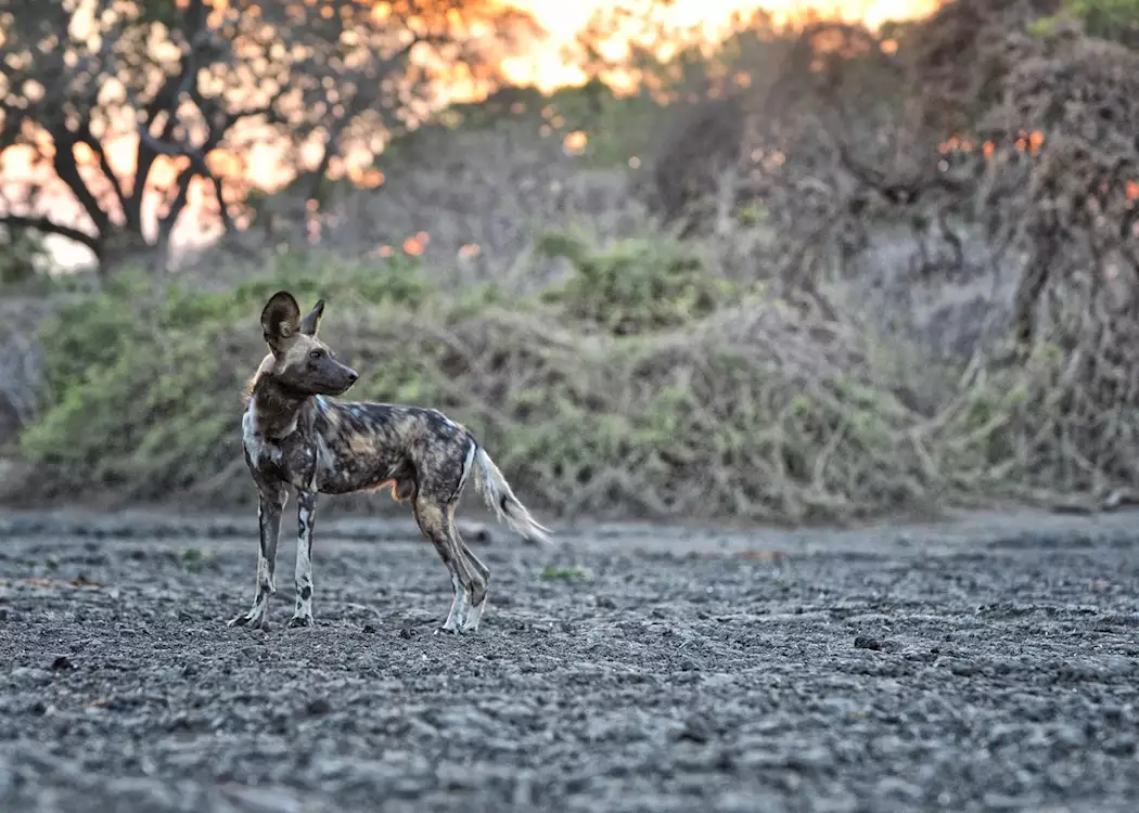 African wild dog at dawn, Mana Pools