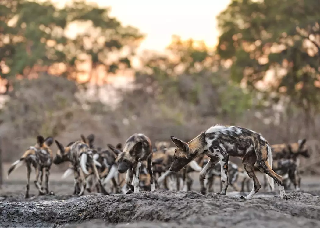 African wild dogs, Mana Pools
