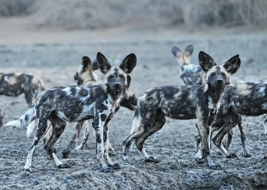 African wild dogs, Mana Pools