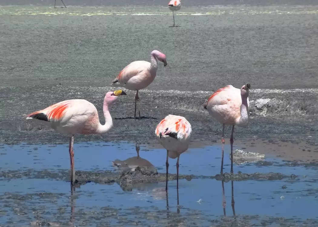 Flamingos in a lagoon, Bolivian Altiplano