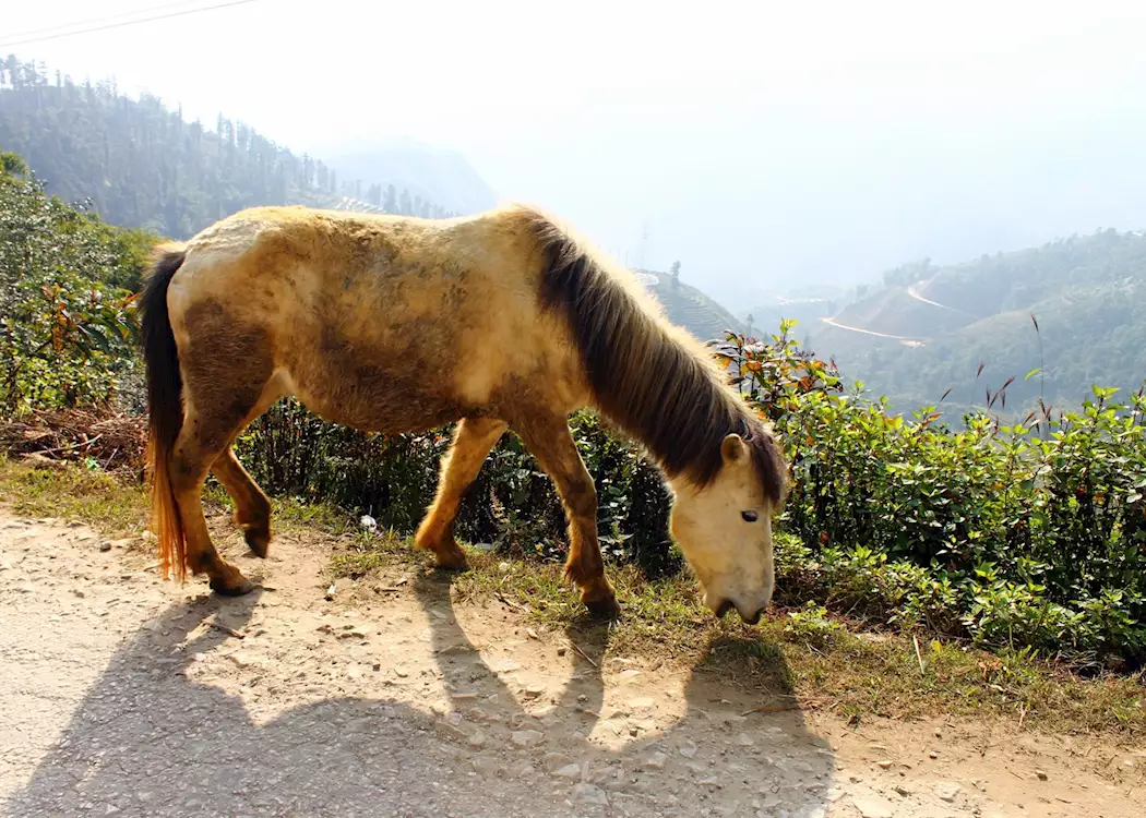 Mongolian Horse, Sapa Valley, Vietnam