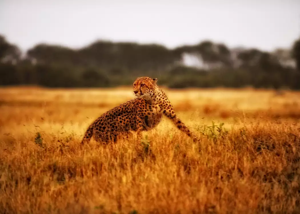 Cheetah in Hwange National Park, Zimbabwe