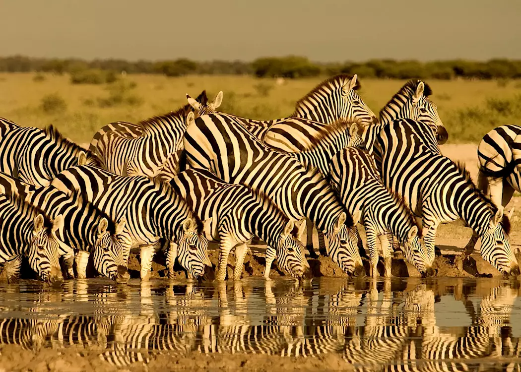 Zebras at a Hwange waterhole, Zimbabwe