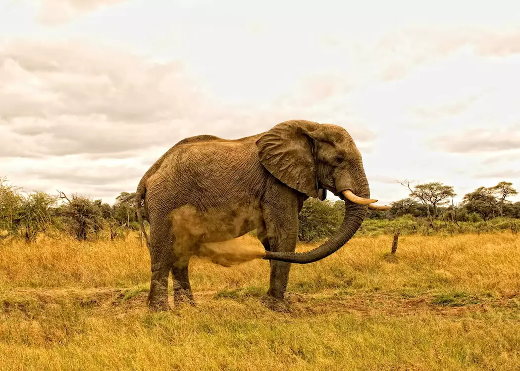 Elephant dust bath, Hwange National Park, Zimbabwe