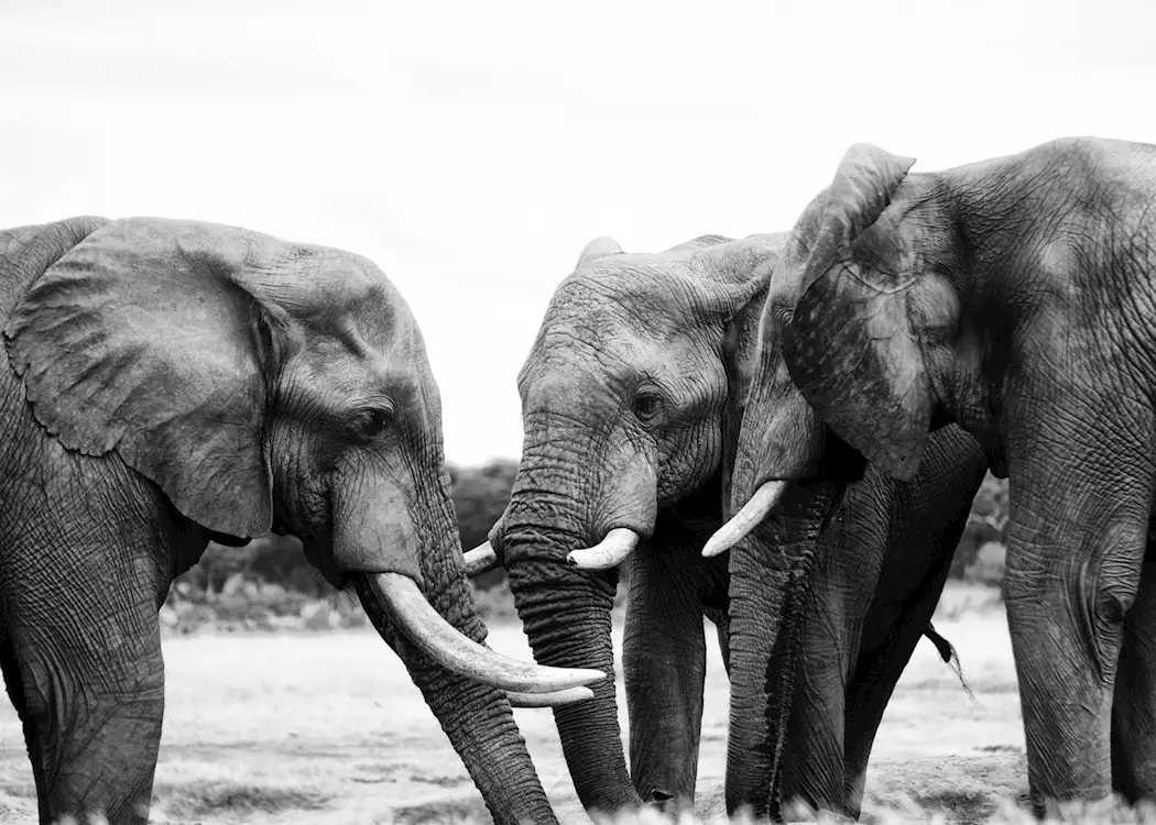 Elephants at a waterhole, Hwange National Park, Zimbabwe