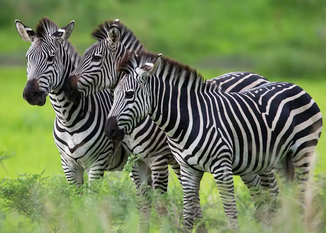 Zebra trio, Mana Pools, Zimbabwe