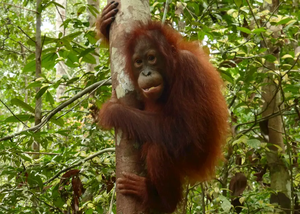 Orangutan, Tanjung Puting National Park, Kalimantan