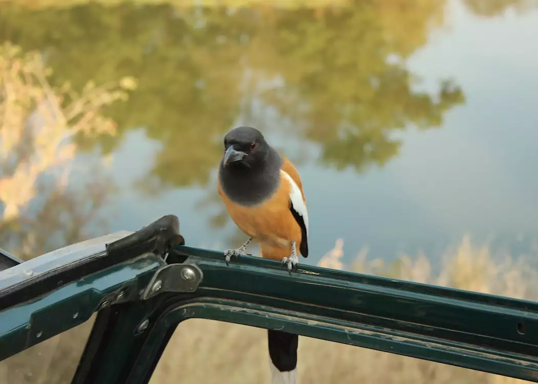 Bird watching in Ranthambhore National Park