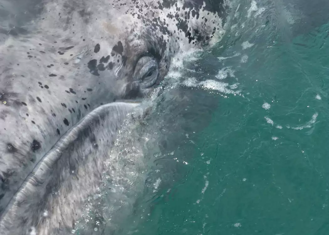 Grey Whale, Scammon's Lagoon, Guerrero Negro