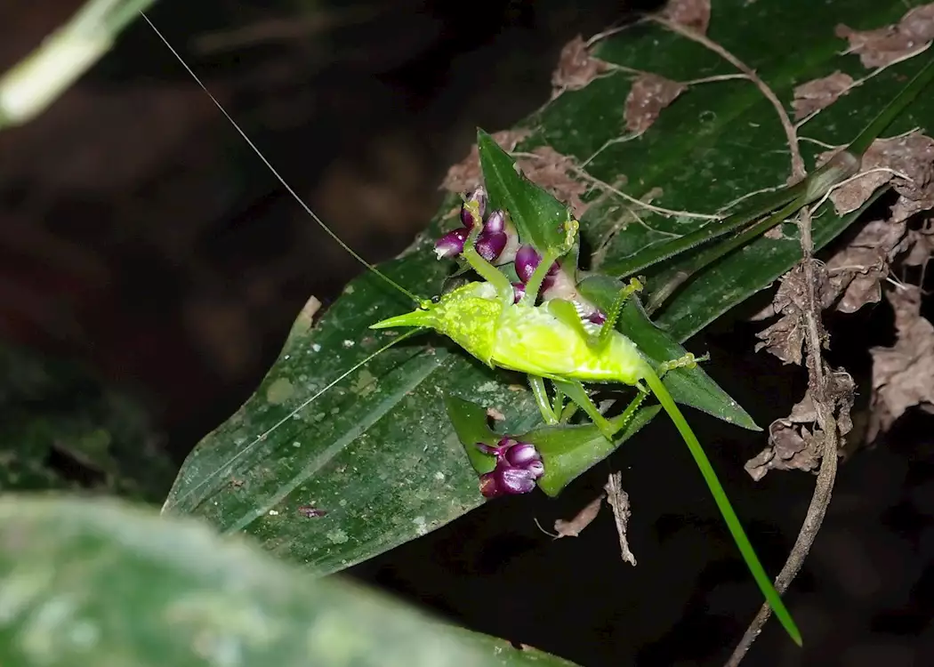 Insect encountered during night walk in Sarapiqui, Costa Rica
