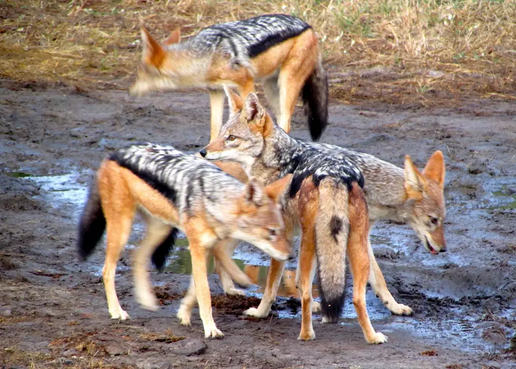 Family of Jackal, Chobe National Park