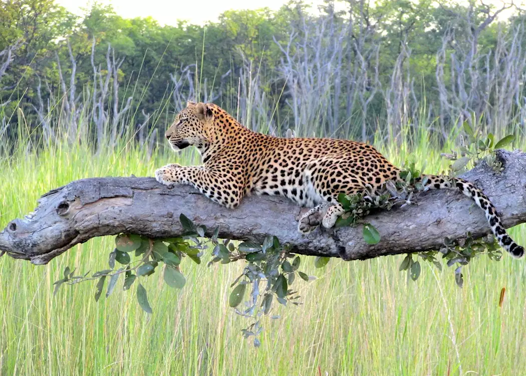 Visit Moremi Wildlife Reserve | Tailor-Made Vacations | Audley Travel