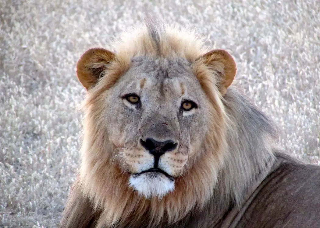Male lion, Ongava Reserve, Namibia